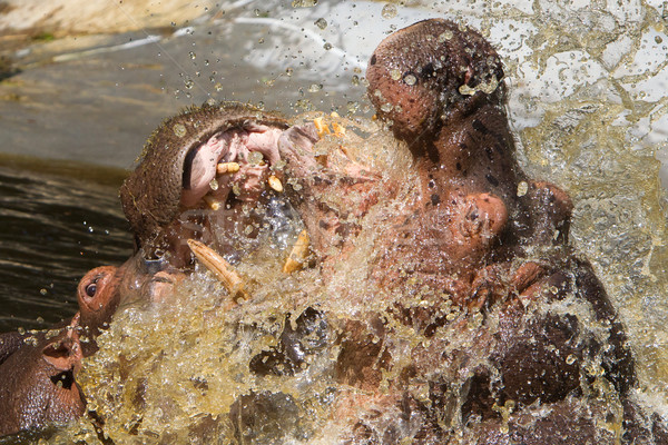 Kettő harcol víziló víz száj folyó Stock fotó © michaklootwijk