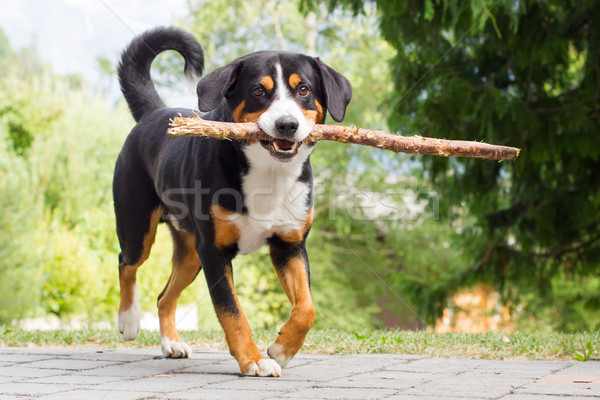 Sennenhund playing with long branch Stock photo © michaklootwijk