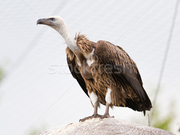 Adult condor Stock photo © michaklootwijk