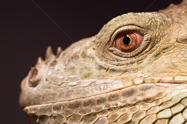Close-up of a green iguana resting Stock photo © michaklootwijk
