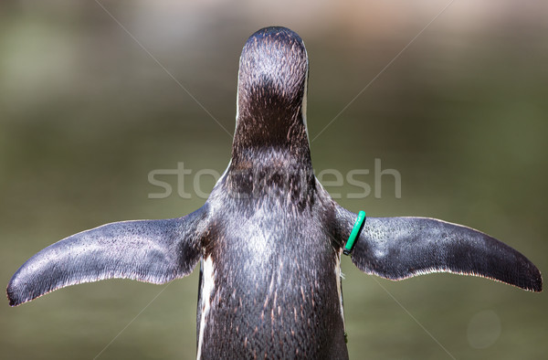 Humboldt Penguin, pretending to fly, selective focus Stock photo © michaklootwijk