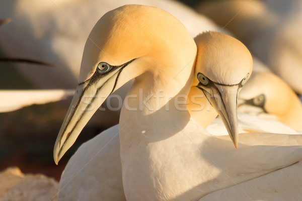 Couple of gannets Stock photo © michaklootwijk