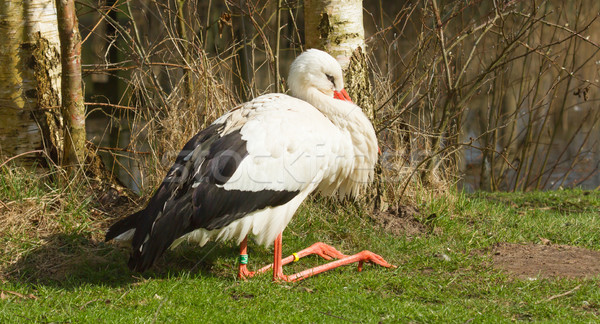 Stock photo: A stork in its natural habitat