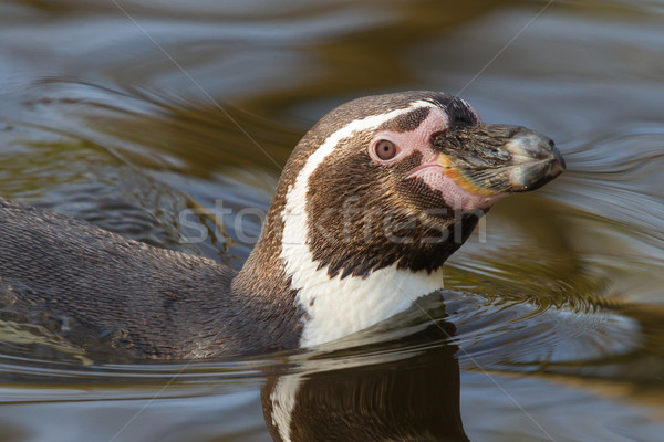 スイミング ペンギン オランダ語 動物園 海 黒 ストックフォト © michaklootwijk