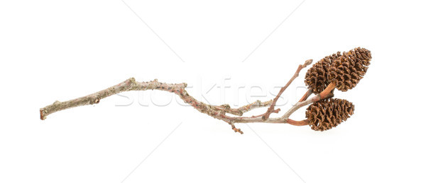 Alder cone on a branch Stock photo © michaklootwijk