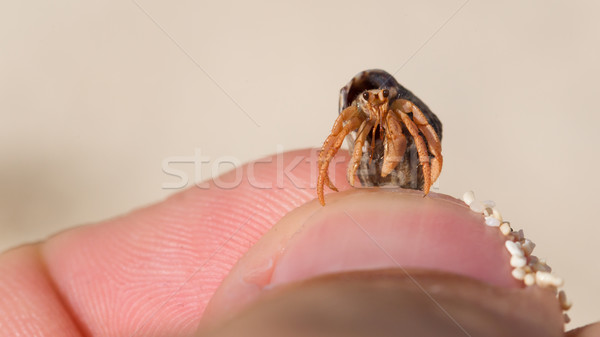 Stock photo: Very small lobster in a small shell