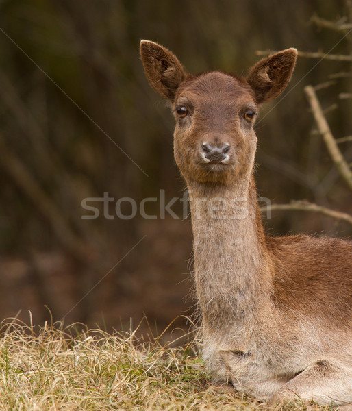 A fallow-deer Stock photo © michaklootwijk