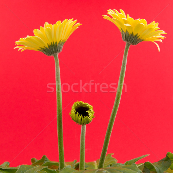 Yellow gerbera flower isolated on a red background Stock photo © michaklootwijk