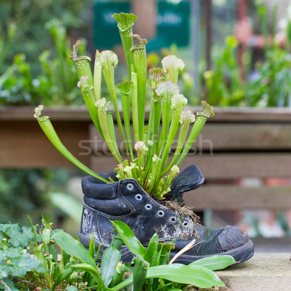 Pitcher plants in an old shoe Stock photo © michaklootwijk