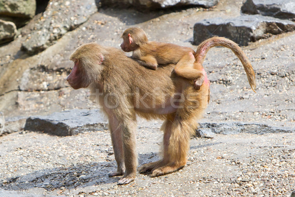 Kadın habeş maymunu genç doğal yetişme ortamı pembe Stok fotoğraf © michaklootwijk