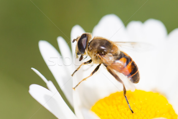 Pszczoła kwiat selektywne focus makro shot charakter Zdjęcia stock © michaklootwijk