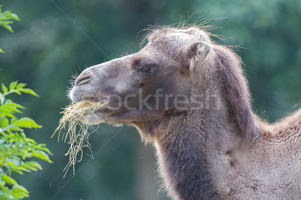 Cămilă mananca iarbă adult proaspăt focus selectiv Imagine de stoc © michaklootwijk
