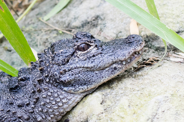 Chinesisch Alligator Wasser Natur Tiere Stock foto © michaklootwijk