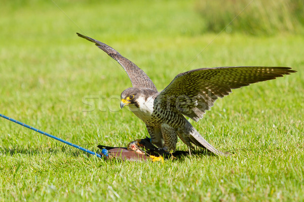 Falcão cativeiro treinamento esportes natureza pássaro Foto stock © michaklootwijk