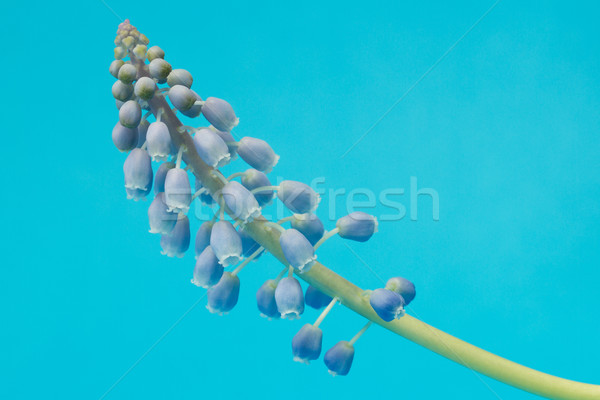 Grape hyacinth with blue background Stock photo © michaklootwijk