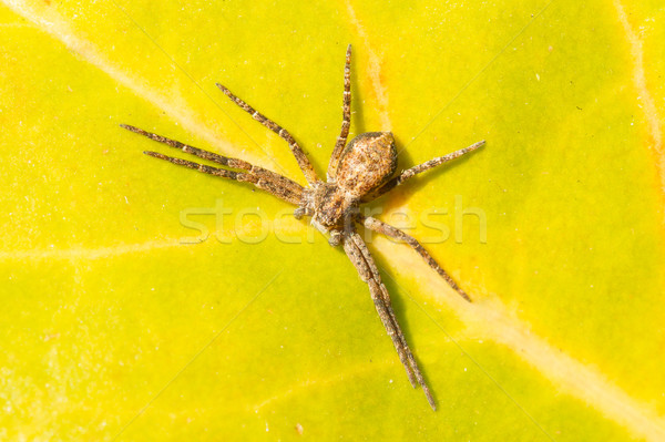 A small spider on a leaf Stock photo © michaklootwijk