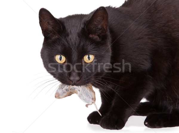 Black cat with his prey, a dead mouse Stock photo © michaklootwijk