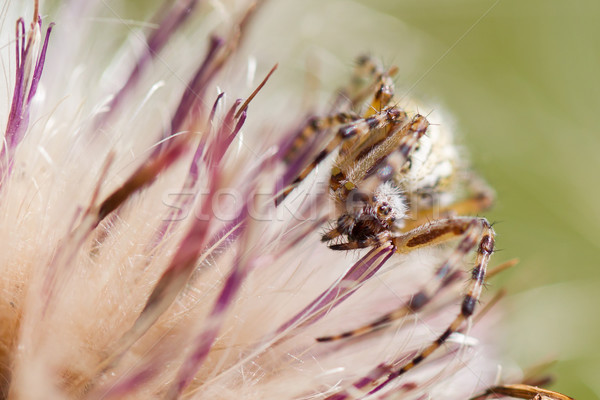 небольшой Spider сокрытие цветок избирательный подход морем Сток-фото © michaklootwijk