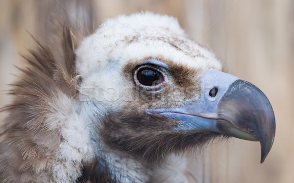 Face portrait of a Cinereous Vulture (Aegypius monachus) Stock photo © michaklootwijk