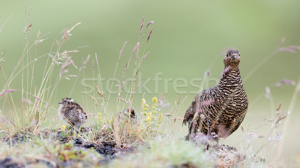 Rock ptarmigan (Lagopus mutus), female Stock photo © michaklootwijk