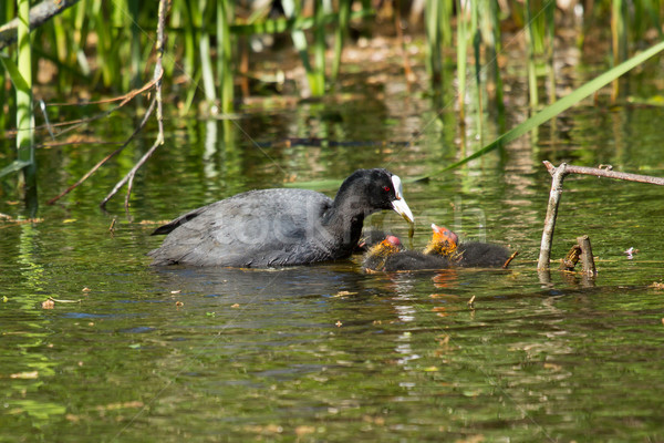 A coot is feeding Stock photo © michaklootwijk