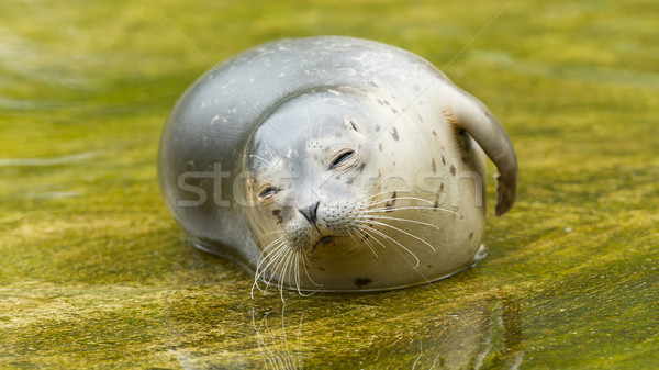 Common seal resting in the water Stock photo © michaklootwijk