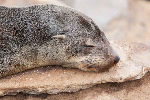 Cape fur seal (Arctocephalus pusillus) Stock photo © michaklootwijk