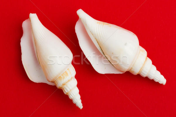 Two brown white seashells isolated  Stock photo © michaklootwijk