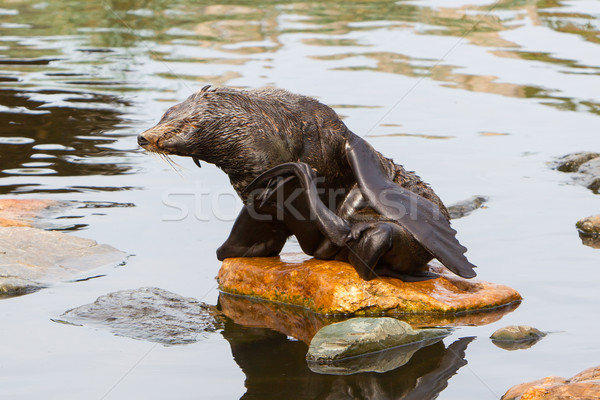 South American sea lion Stock photo © michaklootwijk