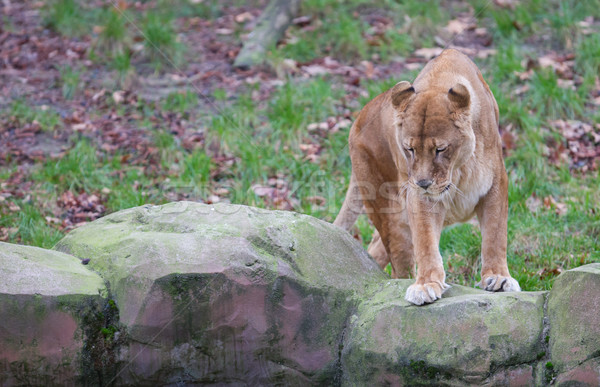 Lion alerter mise au point sélective cheveux animaux roi [[stock_photo]] © michaklootwijk