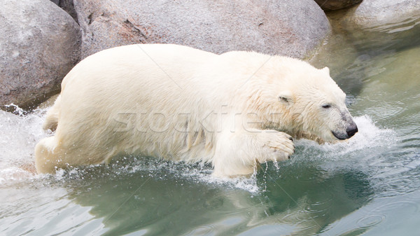 Close-up of a polarbear (icebear) jumping in the water Stock photo © michaklootwijk