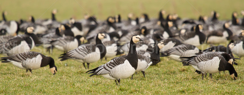 A group of barnacle geese Stock photo © michaklootwijk