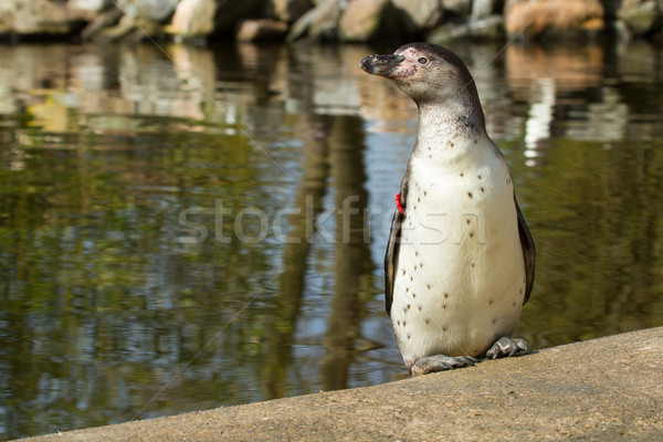 A Humboldt penguin Stock photo © michaklootwijk