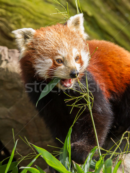 красный Panda дерево природы лист черный Сток-фото © michaklootwijk