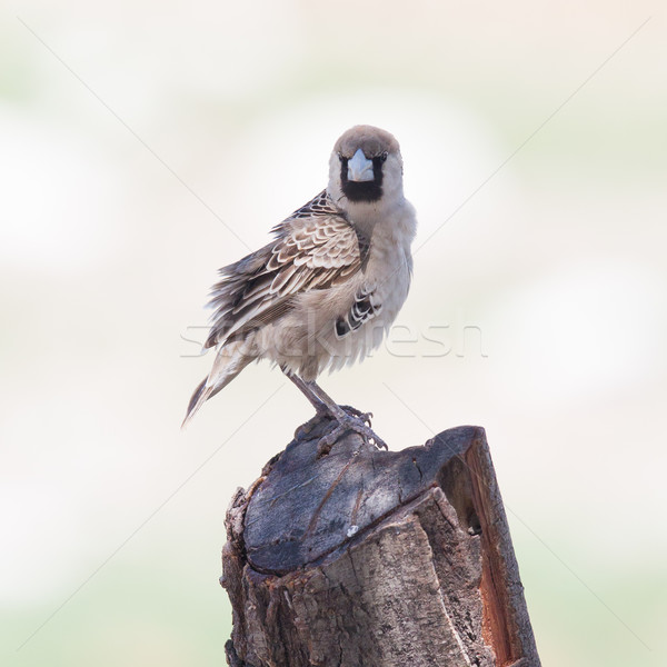 Cape Sparrow (Passer melanurus) Stock photo © michaklootwijk