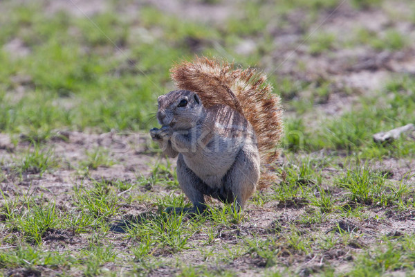 Ground squirrel Stock photo © michaklootwijk