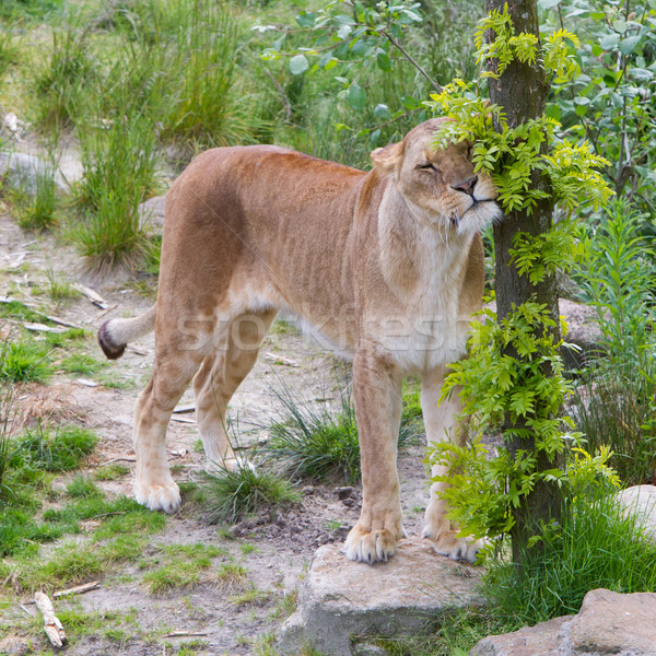 Large lioness in green environment Stock photo © michaklootwijk