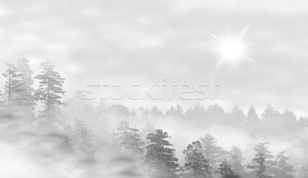 Panorama misty foresta sunrise sole tramonto Foto d'archivio © michaklootwijk