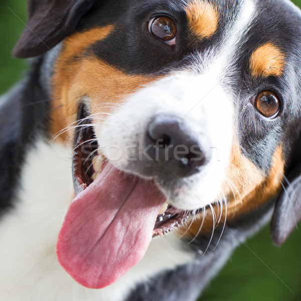 Young Sennenhund, close-up Stock photo © michaklootwijk