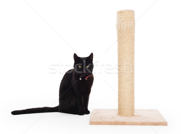 Black cat with a scratching post  Stock photo © michaklootwijk