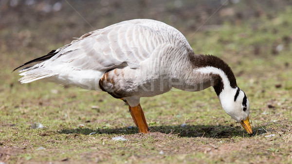 Bar-headed goose (Anser indicus)  Stock photo © michaklootwijk