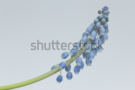 Grape hyacinth with yellow background Stock photo © michaklootwijk