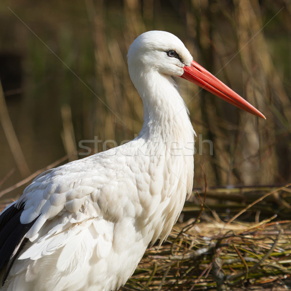 Storch natürlichen Lebensraum Gras Körper Stock foto © michaklootwijk