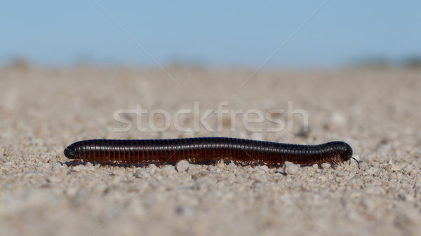 Large millipede, Africa Stock photo © michaklootwijk