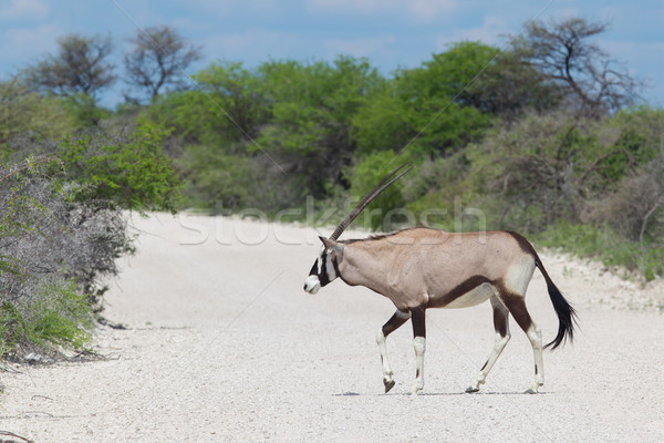 Foto stock: Camino · de · grava · carretera · naturaleza · parque · animales · África