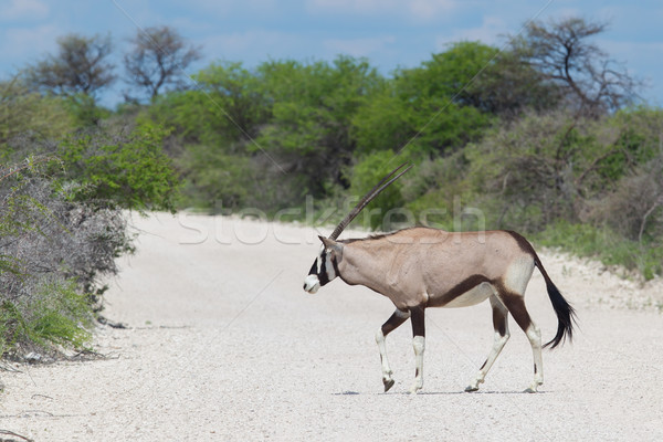 Schotterstraße Straße Natur Park Tier african Stock foto © michaklootwijk