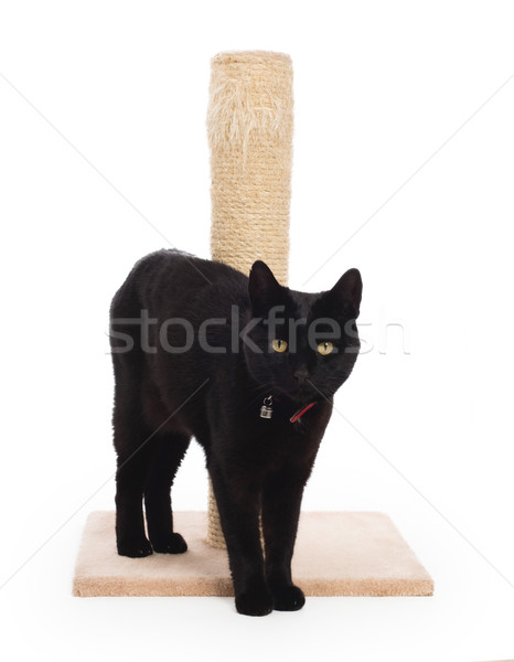 Black cat with a scratching post  Stock photo © michaklootwijk