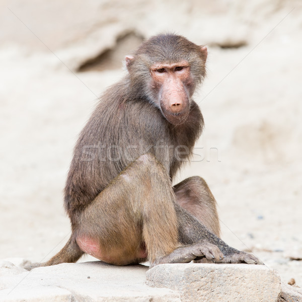 Female macaque monkey Stock photo © michaklootwijk