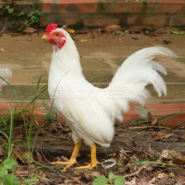 White rooster standing Stock photo © michaklootwijk