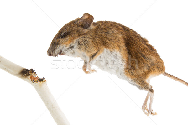 Mouse killed Stock photo © michaklootwijk